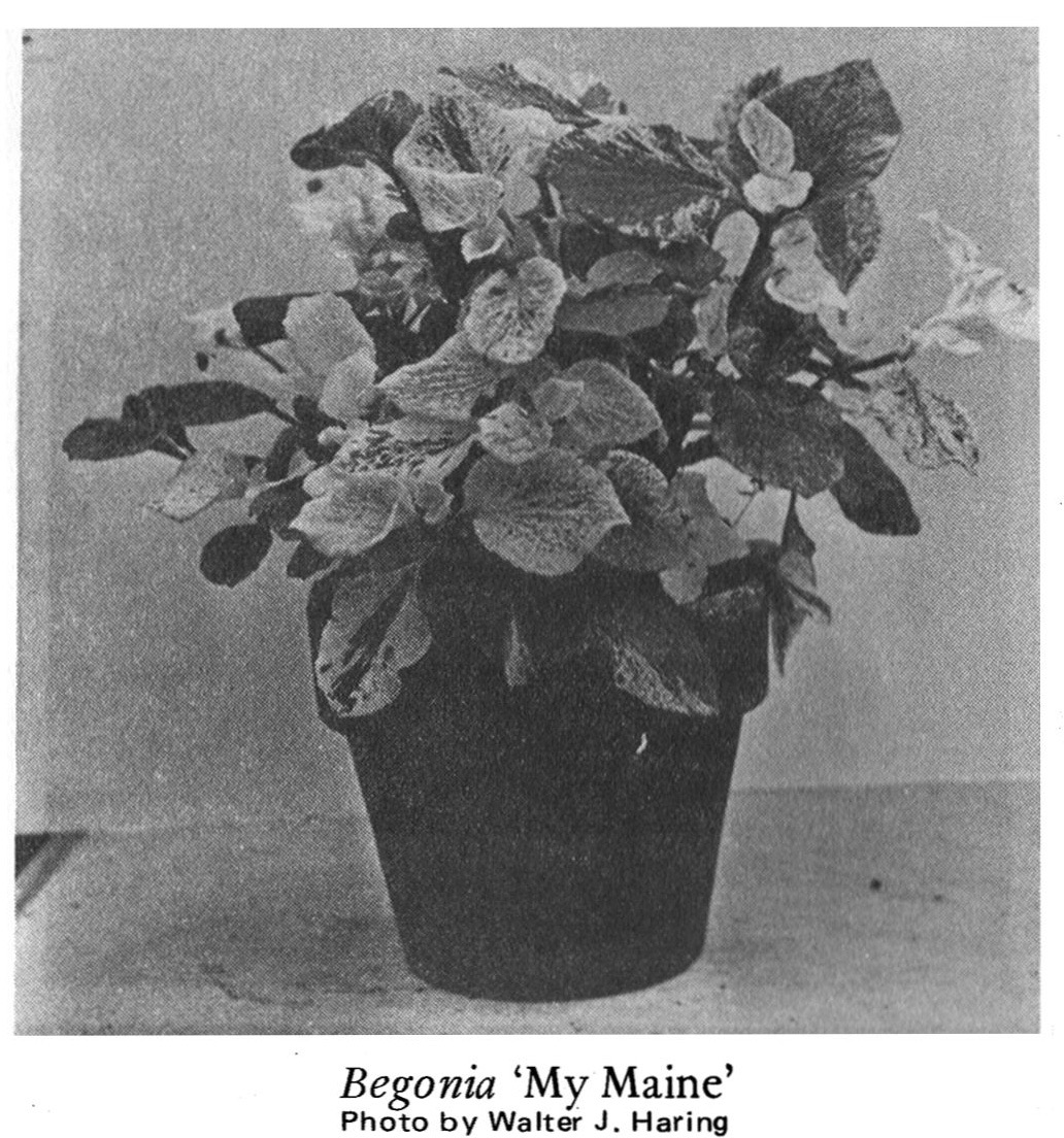 B. ‘My Maine’